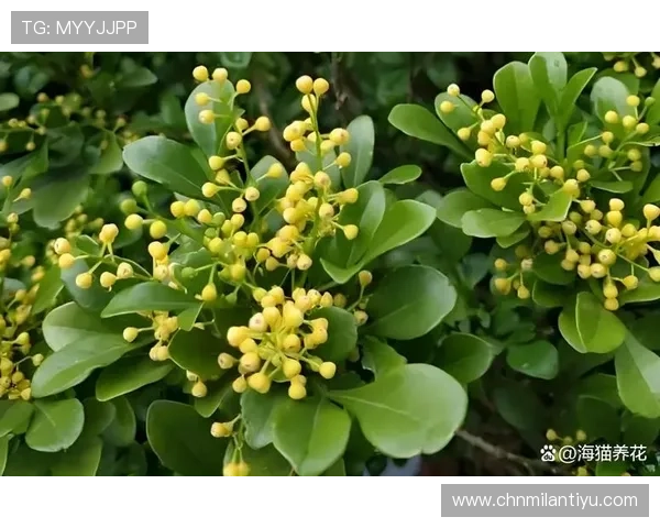 米兰开花时间:了解米兰四季花开时间安排与最佳观赏期 米兰开花时间:了解米兰四季花开时间安排与最佳观赏期